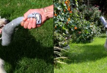 The Value of Tug Games With Puppies