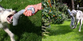 The Value of Tug Games With Puppies