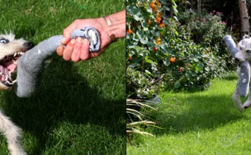 The Value of Tug Games With Puppies